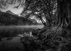 Drzewa nad rzeką na czarno-białej fotografii