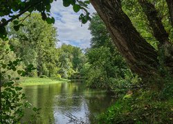 Drzewa nad rzeką Sauldre we Francji