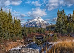 Góry Skaliste, Rzeka, Smuts Creek, Drzewa, Skały, Sucha, Trawa, Obszar, Kananaskis Country, Alberta, Kanada