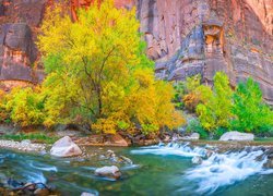 Drzewa nad rzeką Virgin River w kanionie Zion Narrows