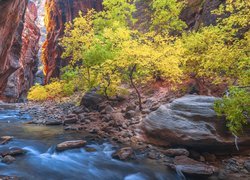 Drzewa nad rzeką Virgin River