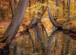 Drzewa nad rzeką w jesiennym lesie