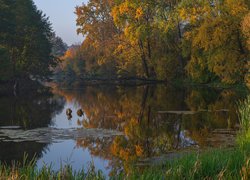 Drzewa nad rzeką w lesie