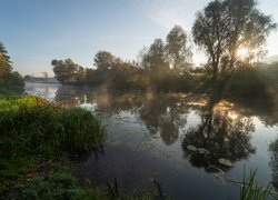 Rzeka, Drzewa, Trawa, Rośliny, Promienie słońca