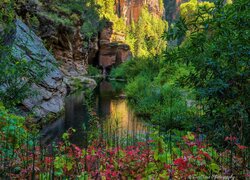 West Fork Oak Creek, Rzeka, Drzewa, Skały, Kamienie, Sedona, Arizona, Stany Zjednoczone