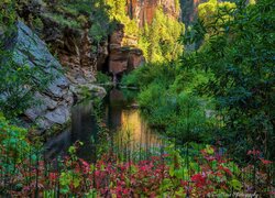 Drzewa nad rzeką w West Fork Oak Creek Canyon w Sedonie