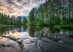 Rosja, Rzeka Wołchow, Drzewa, Konar