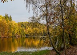 Drzewa nad stawem jesienną porą