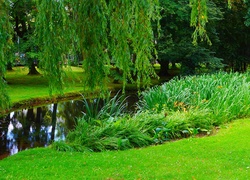 Polska, Gdańsk, Park Oliwski im. Adama Mickiewicza, Staw, Trawnik, Roślinność