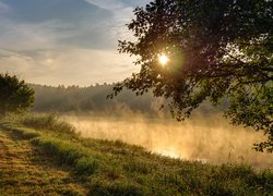 Drzewa nad zamgloną rzeką o poranku