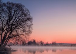 Drzewa nad zamgloną rzeką