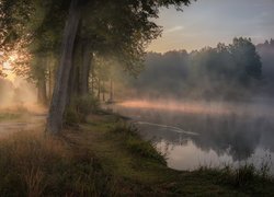 Droga, Drzewa, Mgła, Przebijające światło, Staw Barski, Serednikowo, Obwód moskiewski, Rosja