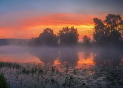 Staw, Mgła, Drzewa, Trawa, Liście, Lilii wodnych, Wschód słońca