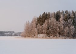 Drzewa nad zaśnieżonym jeziorem Sylkky Lake w Finlandii
