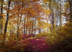Jesień, Las, Drzewa, Kolorowe, Liście