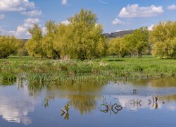 Wiosna, Zielone, Drzewa, Jezioro