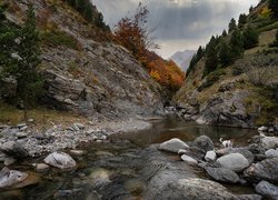 Drzewa obok kamienistej górskiej rzeki