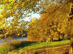 Drzewa obok rzeki jesienną porą