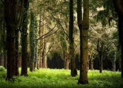 Drzewa oplecione bluszczem w zielonym lesie