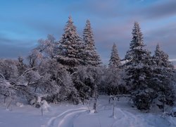 Drzewa oprószone śniegiem w lesie
