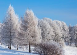 Drzewa oprószone śniegiem