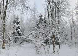 Drzewa ośnieżone w lesie