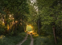 Las, Drzewa, Ścieżka, Pole, Zieleń, Lato