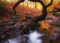 Drzewa pochylone nad leśną rzeczką