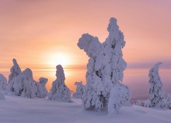 Zima, Zaśnieżone, Drzewa, Zachód słońca, Laponia, Finlandia
