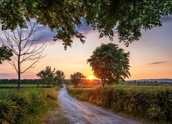 Irlandia, Hrabstwo Tyrone, Strabane, Droga, Park Road, Lato, Drzewa, Promienie słońca