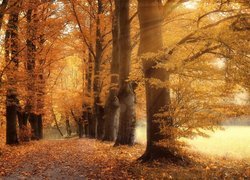 Jesień, Drzewa, Droga, Pożółkłe, Liście, Światło, Słoneczne