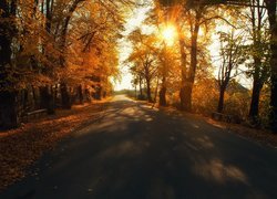 Drzewa przy drodze w jesiennym słońcu
