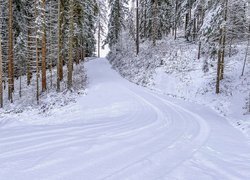 Drzewa przy drodze w ośnieżonym lesie