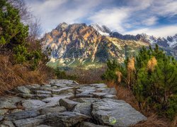 Góry, Tatry, Kamienie, Drzewa, Świerki, Kamienna, Droga