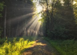 Drzewa przy leśnej ścieżce w promieniach słońca