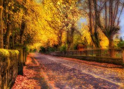 Jesień, Drzewa, Droga, Liście, Ogrodzenie, HDR