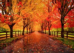 Jesień, Park, Alejka, Drzewa, Czerwone, Liście, Płot, Ogrodzenie