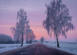 Zima, Droga, Pola, Śnieg, Oszronione, Drzewa, Poranek, Świt