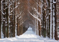 Drzewa przy zaśnieżonej drodze