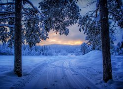 Drzewa przy zasypanej śniegiem drodze