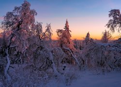 Drzewa przysypane śniegiem w blasku zachodzącego słońca