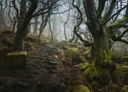 Drzewa w dolinie Padley Gorge na wyżynie Peak District w Anglii