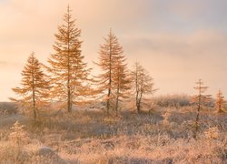 Jesień, Drzewa, Trawa, Mgła, Kołyma, Magadan, Rosja