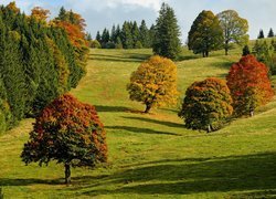 Jesień, Kolorowe, Drzewa, Wzgórze