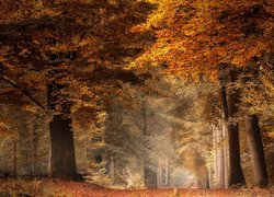 Jesień, Las, Drzewa, Liście, Żółte, Brązowe, Droga