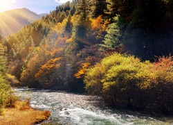 Drzewa w kolorach jesieni na rzeką