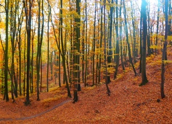 Drzewa w lesie jesienią