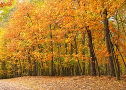 Drzewa w lesie w kolorach jesieni