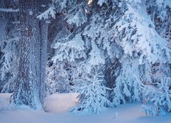 Drzewa w lesie zasypane śniegiem