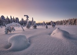 Zima, Drzewa, Śnieg, Las